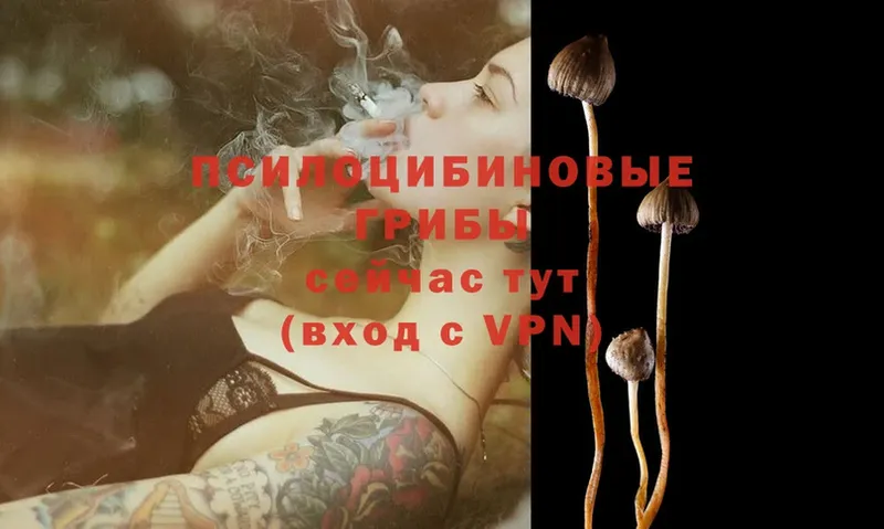 Псилоцибиновые грибы MAGIC MUSHROOMS  shop телеграм  Наволоки 